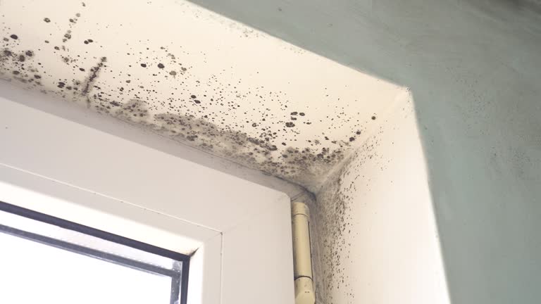 Environmental Consulting for Mold Prevention